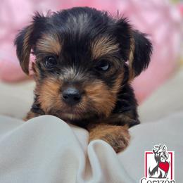 Bingo - Black and tan female Yorkshire Terrier puppy in California from Corazon de gigante