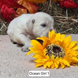 Ocean girl 1 - Light golden female Golden Retriever puppy in Niles, Michigan from Christiana Creek Goldens