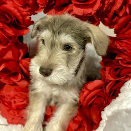 Miniature Schnauzer Puppies from Puppies Paw Schnauzers in Colorado