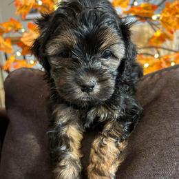 Rolo - Black and white male Shichon puppy in Seymour, Tennessee from Mel’s Teddy Bear Puppies