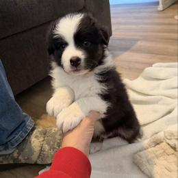 Rooster - Black tri-color male Australian Shepherd puppy in Plain City, Utah from Lost Creek Aussies