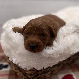 Molly - Red  female Goldendoodle puppy in Kansas City, Kansas from Bella & Ivy’s Mini Goldendoodles of KC