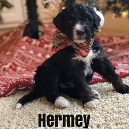 Bernedoodle and Bernese Mountain Dog Puppies from Bernedoodle Buddies