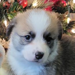 Black Paw Bandana Boy - Black and tan male Pembroke Welsh Corgi puppy in Cherokee, Oklahoma from MCS Farms-OK