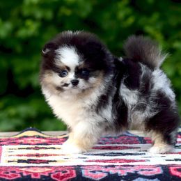 Pomeranian Puppies from Pomeranian gem