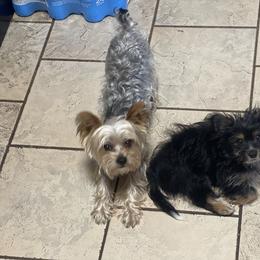 Toy Australian Shepherd and Yorkshire Terrier All Grown Up from CountryHart Kennels