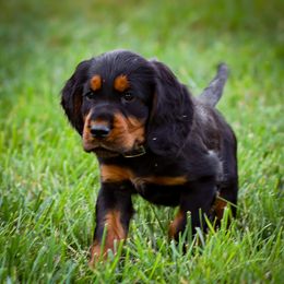 Purple - Black and tan male Gordon Setter puppy in Gordonville, Pennsylvania from Blue Ribbon Setters