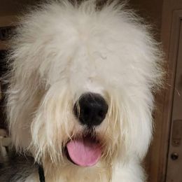 Old English Sheepdogs from Jenn's Old English Sheepdogs
