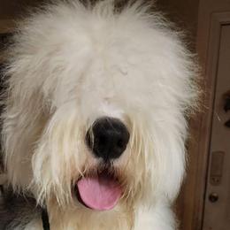 Old English Sheepdogs from Jenn's Old English Sheepdogs