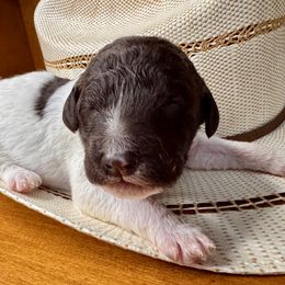 Labradoodle Puppies from Maple Bakin’ Doodles