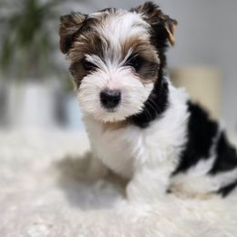 Atina - Black tan and white female Biewer Terrier puppy in Everett, Washington from 1 Star Dream Pups