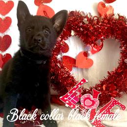 Black collar - Black female German Shepherd puppy in Canterbury, Connecticut from Nachtwaechter German Shepherds, LLC