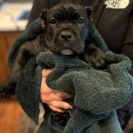 Cane Corso Puppies from PNW Cane Corsos