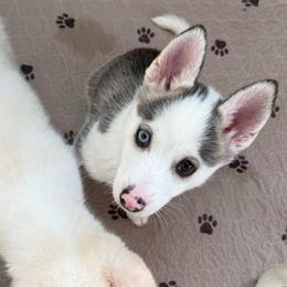 Purple Collar - Black and white female Pomsky puppy in Exeter, Rhode Island from Ocean State Pomskies
