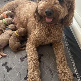 Honey - Goldendoodle