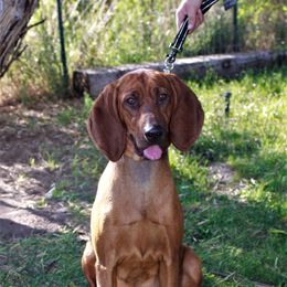 Rose - Redbone Coonhound