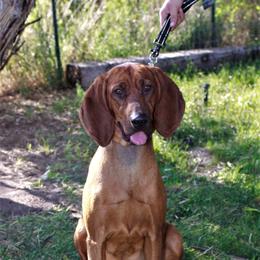 Rose - Redbone Coonhound