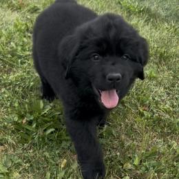 Abigail - Black female Newfoundland puppy in North Manchester, Indiana from Gable's Homegrown Pawprints