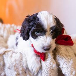 Bella - female Aussiedoodle puppy in Redding, California from Farmstead Doodles