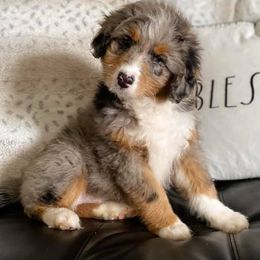 Aussiedoodles, Bernedoodles, Cockapoos, and Goldendoodles from Jackson County Doodles