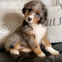 Aussiedoodles, Bernedoodles, Cockapoos, and Goldendoodles from Jackson County Doodles