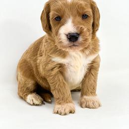 ROCKET - Red  male Goldendoodle puppy in Davison, Michigan from Dreaming Doodles