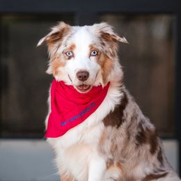 Bella - Australian Shepherd