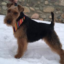 Welsh Terriers and West Highland White Terriers from Peggy’s Terriers