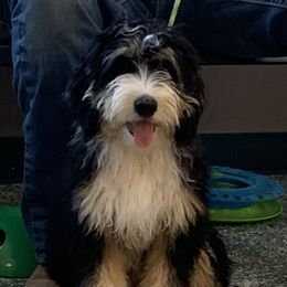 Kash - Bernedoodle