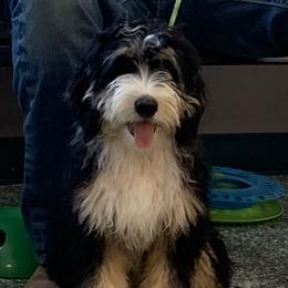 Kash - Bernedoodle