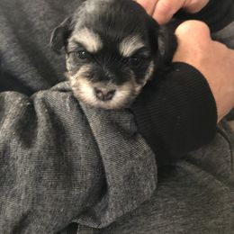 Havanese Puppies from Tzedek Farm