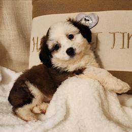 Gracie - Sable female Aussiedoodle puppy in Logansport, Indiana from Sandy Hill Farm Aussies, LLC