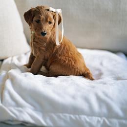 Teal collar girl - Moana - Red  female Goldendoodle puppy in Duncan, South Carolina from Abner Creek Poodles & Doodles