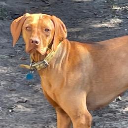 Lily - Vizsla