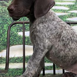 German Shorthaired Pointers from Stadnick Pups