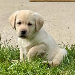 Girl 2 - Yellow female Labrador Retriever puppy in Medford, Oregon from Valley View English Labs