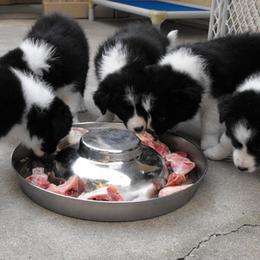 Border Collie Puppies from Top Notch Border Collies