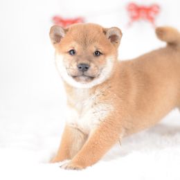 Nami 🩷 Red Girl - Red female Shiba Inu puppy in Neosho, Missouri from Sunny Terrace Shibas