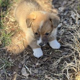 Petunia - Sable female Pembroke Welsh Corgi puppy in Millsap, Texas from Punchy Pembroke Ranch