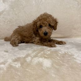 Rex - Apricot male Poodle puppy in Auburn, Georgia from Southern Poodles