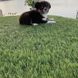 Australian Shepherd, Miniature Australian Shepherd, and Toy Australian Shepherd Puppies from Texas Miniature Aussies