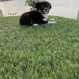 Australian Shepherd, Miniature Australian Shepherd, and Toy Australian Shepherd Puppies from Texas Miniature Aussies
