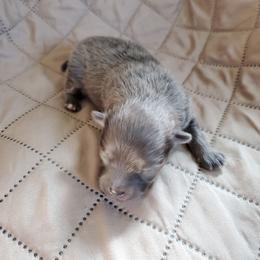 Olivia - Lavender female Pomeranian puppy in Bellevue, Iowa from Fluffy Wonders Poms and Doodles