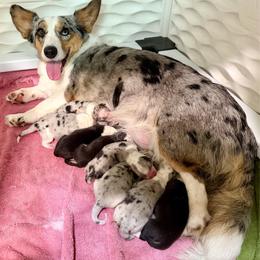 Cardigan Welsh Corgi puppies from Dinger’s Dogs