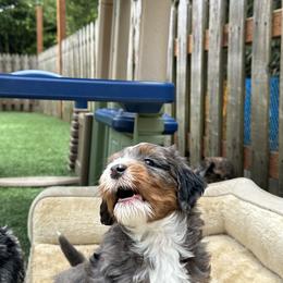Bernedoodle, Poodle, and Saint Berdoodle Puppies from Myt fine doodles