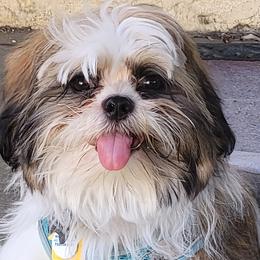 Shih Tzus from Kimberly's Heavenly Shih Tzus