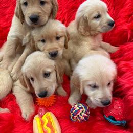 Golden Retriever Puppies from American True Golden retriever