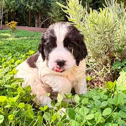 Ricky - Black and white male English Springer Spaniel puppy in Sherwood, Oregon from Cherri's English Springer Spaniels