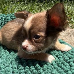 Trever - Merle male Chihuahua puppy in Sherwood, Arkansas from Bartelt Breeders
