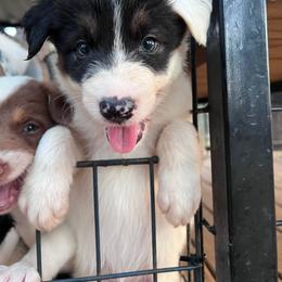 Ruby - Female - Black and white female Border Collie puppy in Avery, Texas from Willa Creek Border Collies